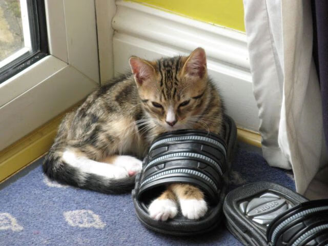 并肩的王牌,上海团队篮球的胜利与恩比德自我正名的焦灼之战