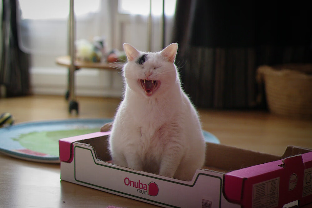 金字塔尖的镰刀，当埃及文明收割拉齐奥，维尼修斯在另一战场写就完美诗篇