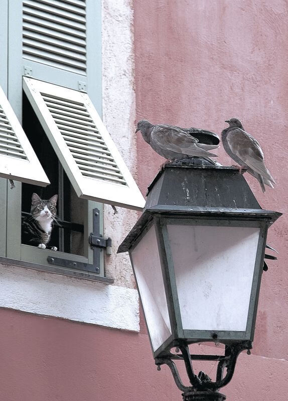 北境风暴vs沙漠之盾，当格纳布里成为突尼斯无解的方程式