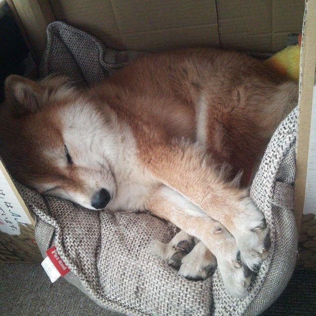 魔术横扫独行侠,霍姆格伦如何从希望之星蜕变为关键先生?