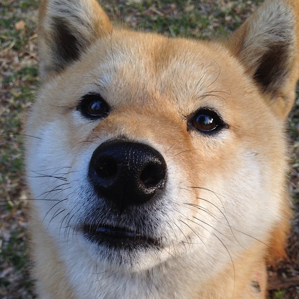 神祇降世！奥利维耶一剑封喉，佛罗伦萨终结曼城的不败神话