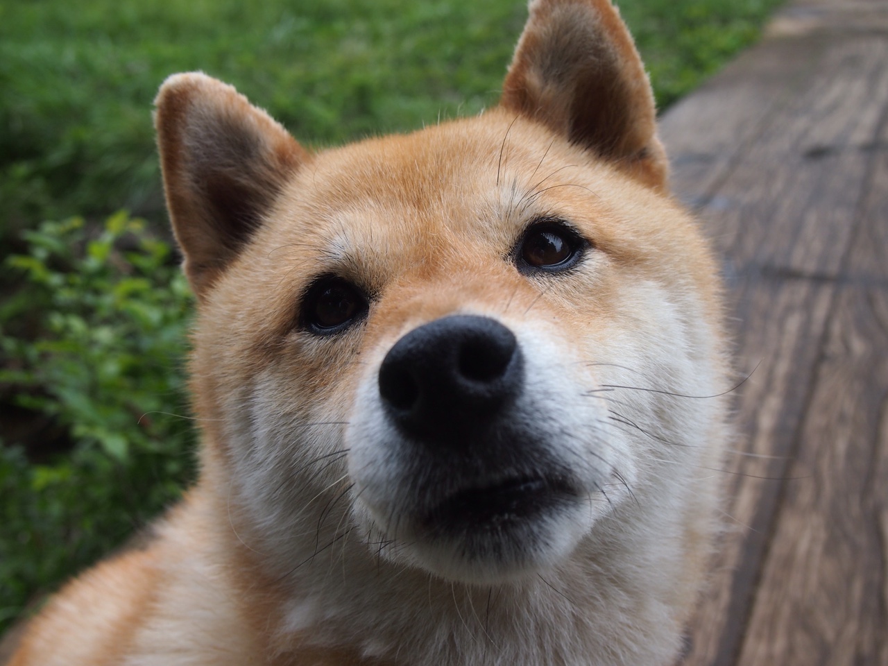 双线争冠，F1赛道的极限拉扯与伯纳乌的战术绞杀