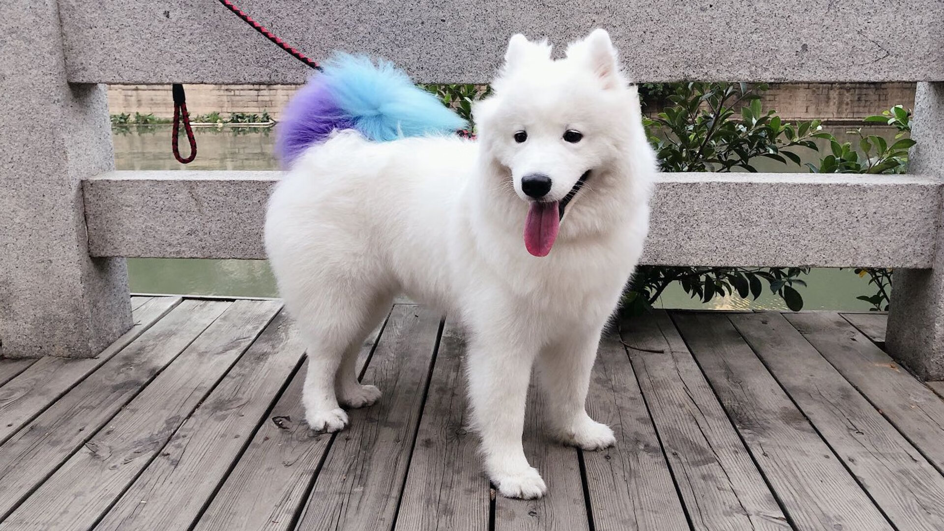 双城记，当字母哥的焰火照亮德甲争冠夜