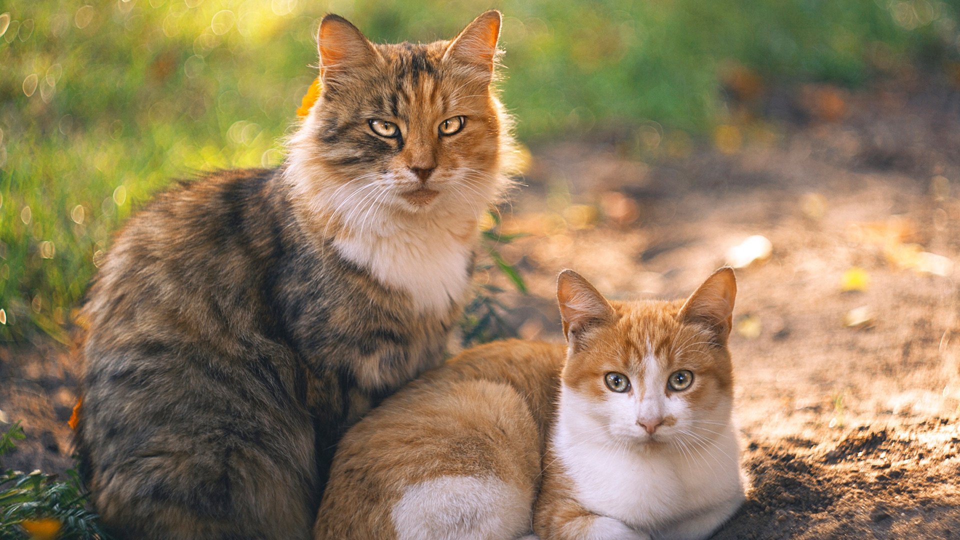 燃烧的斗魂，当塞内加尔踏平黄潜，阿克在NBA接管战场