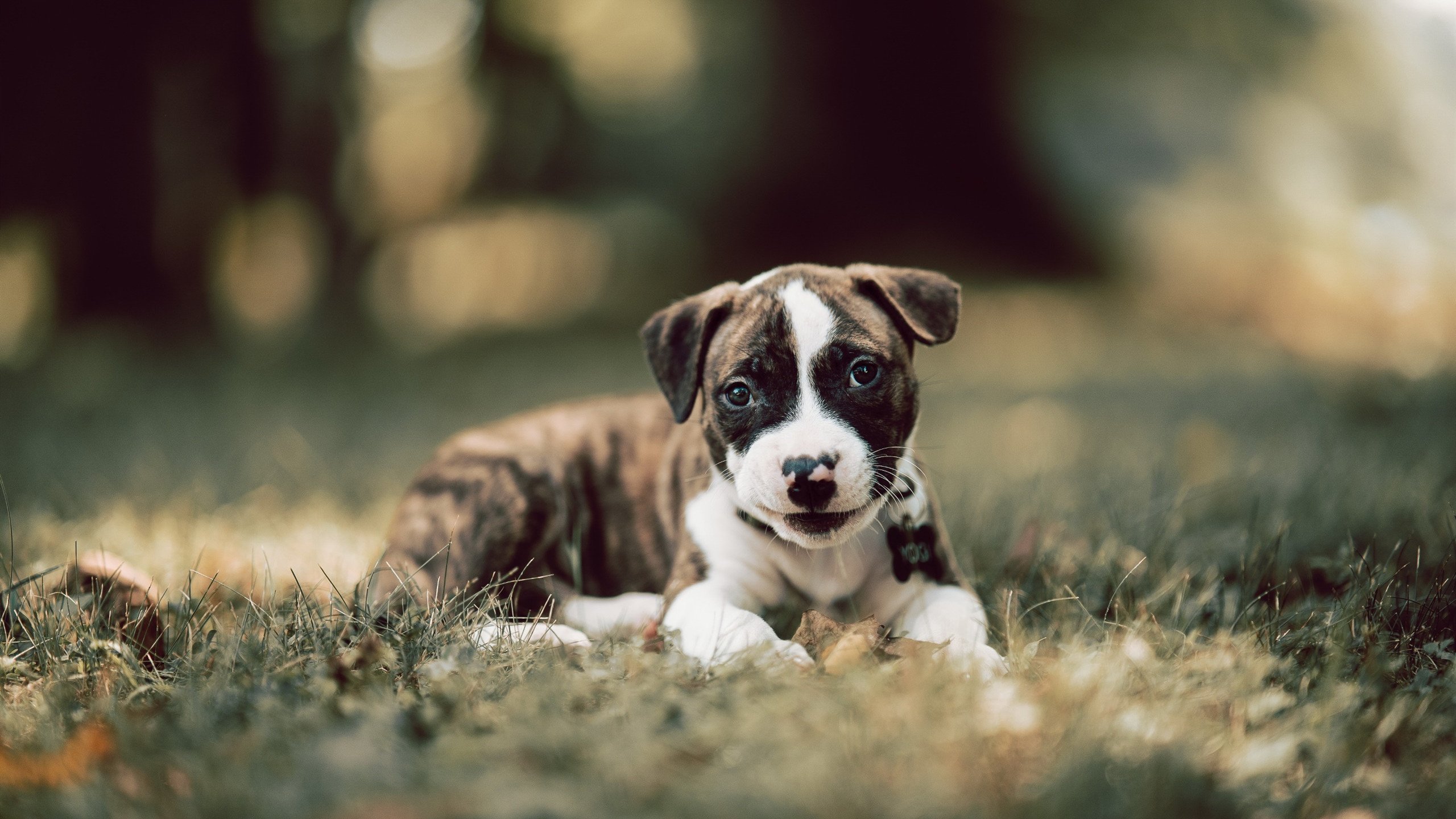 武切维奇如手术刀般精确，活塞轻取深圳队，年度焦点之战见证巨星接管